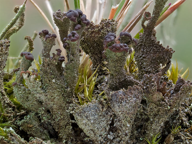 Cladonia grayi (door Bart Horvers)