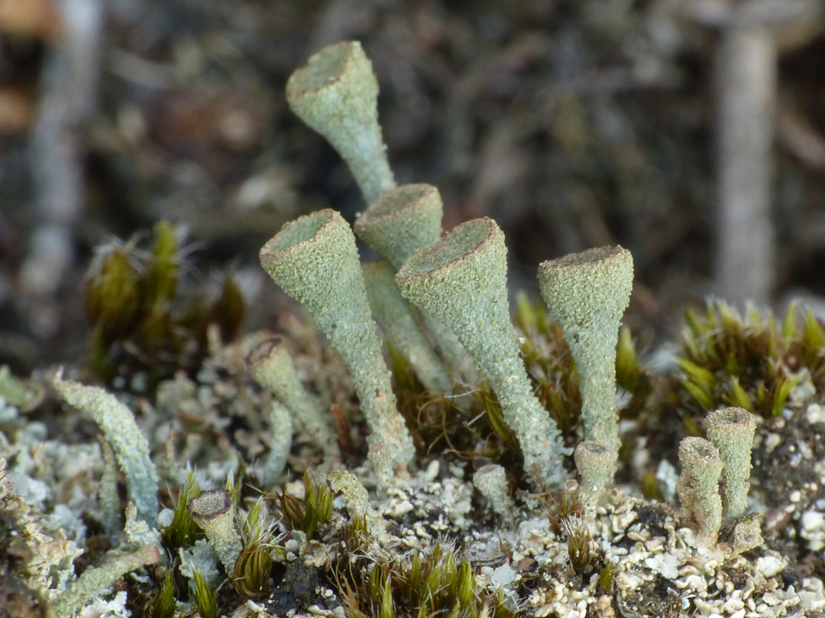 Cladonia grayi (door Henk-Jan van der Kolk)