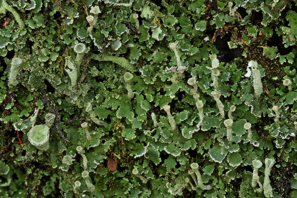Cladonia humilis (door Klaas van der Veen)