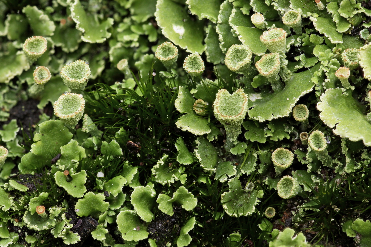 Cladonia humilis (door Klaas van der Veen)