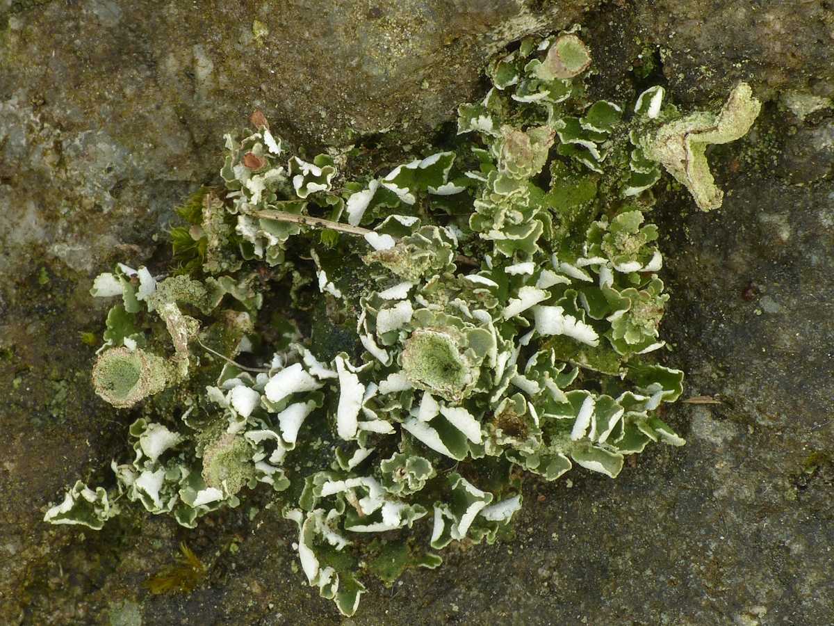 Cladonia humilis (door Henk-Jan van der Kolk)