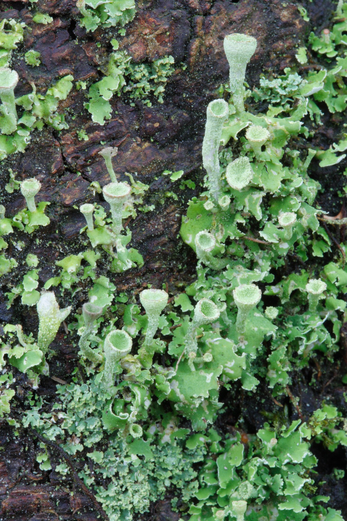 Cladonia humilis (door Henk Visser)