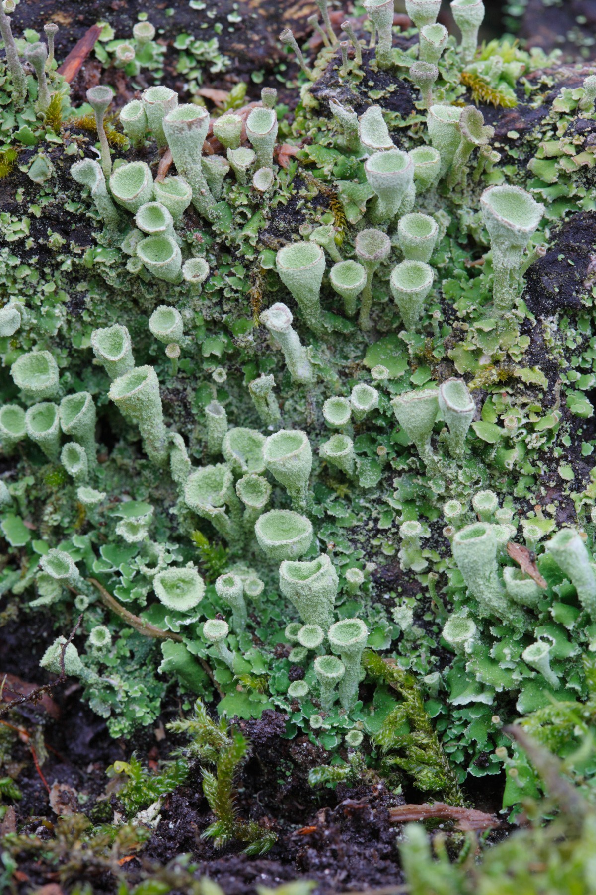 Cladonia humilis (door Henk Visser)