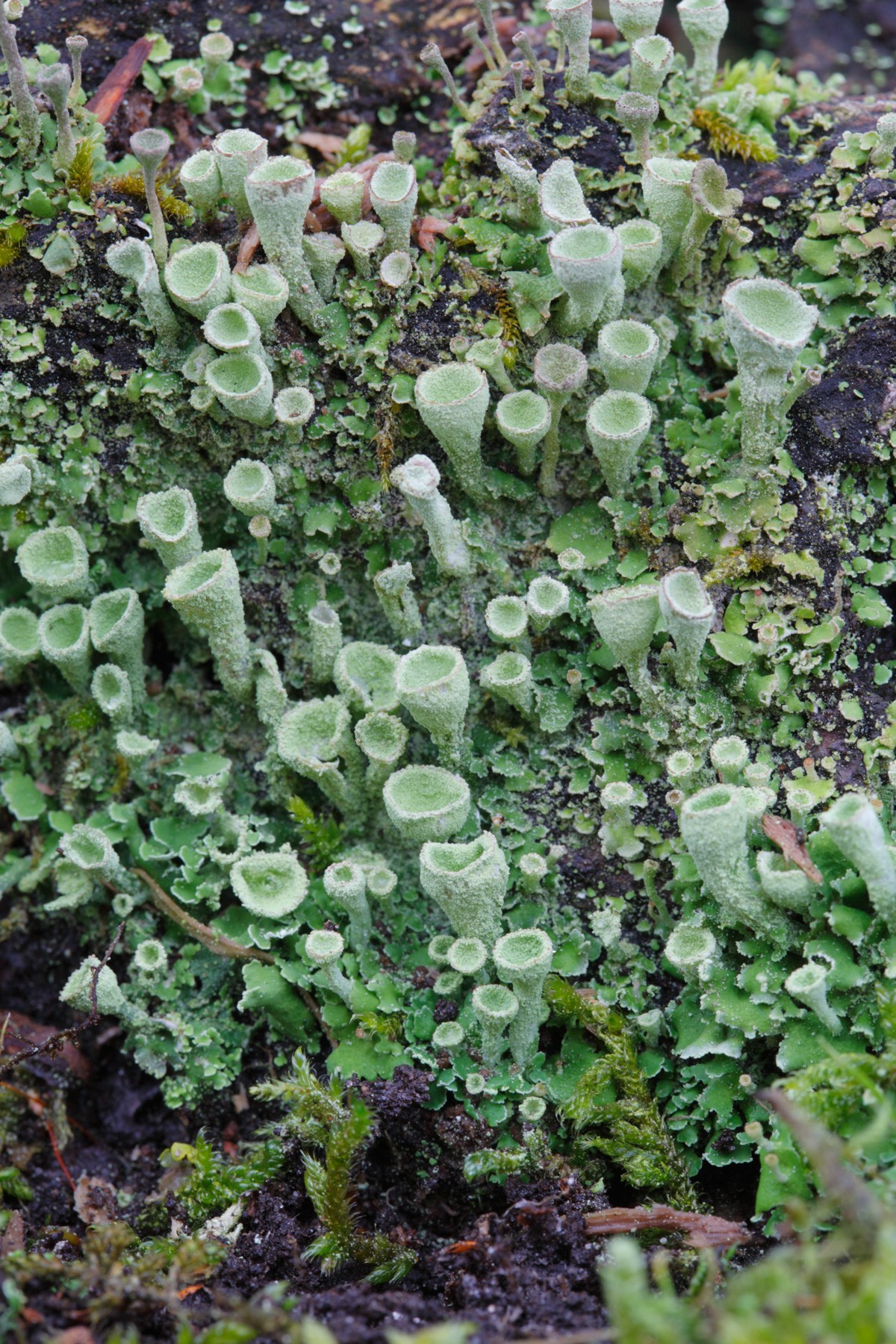 Cladonia humilis (door Henk Visser)