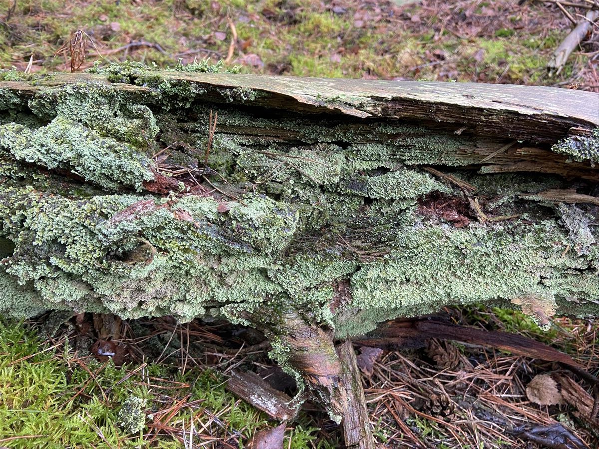 Cladonia incrassata (door Antoine Janssen)