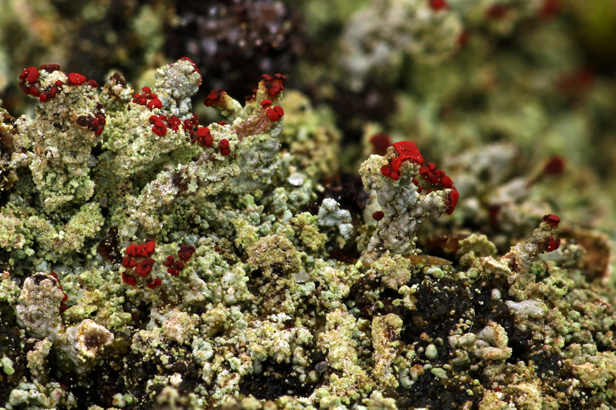 Cladonia incrassata (door Klaas van der Veen)