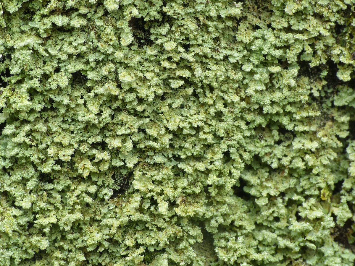 Cladonia incrassata (door Henk-Jan van der Kolk)