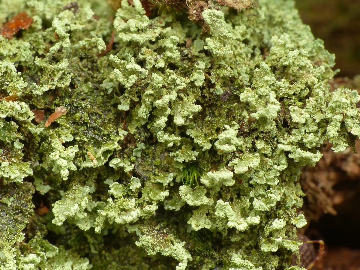Cladonia incrassata (door Henk-Jan van der Kolk)