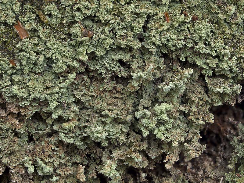 Cladonia incrassata (door Bart Horvers)