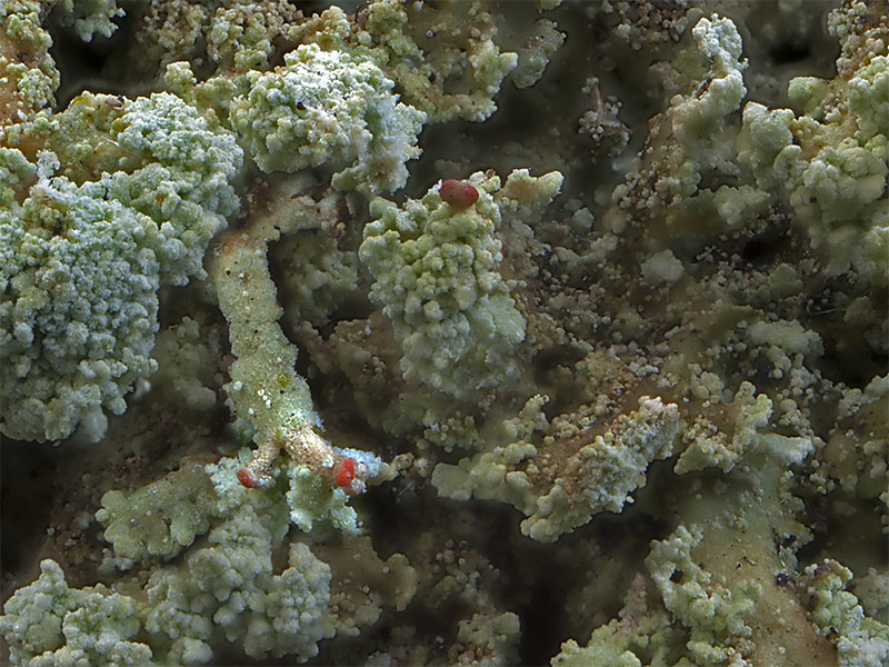 Cladonia incrassata (door Bart Horvers)