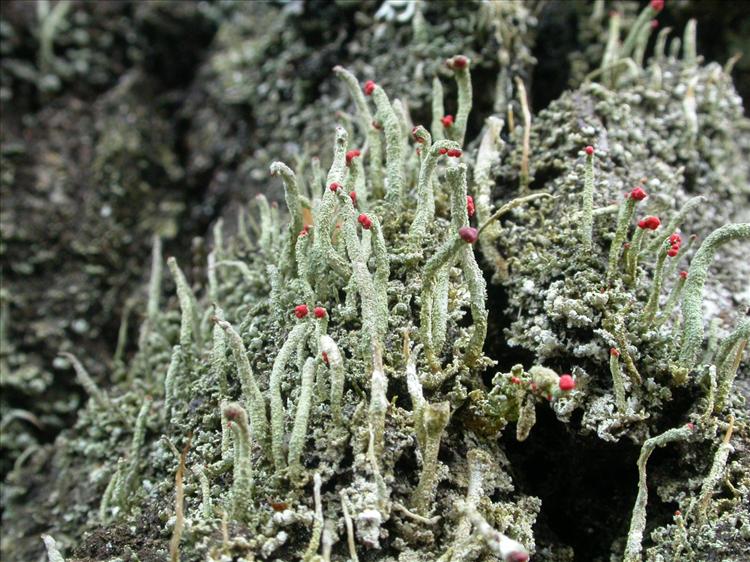 Cladonia macilenta (door Laurens Sparrius)