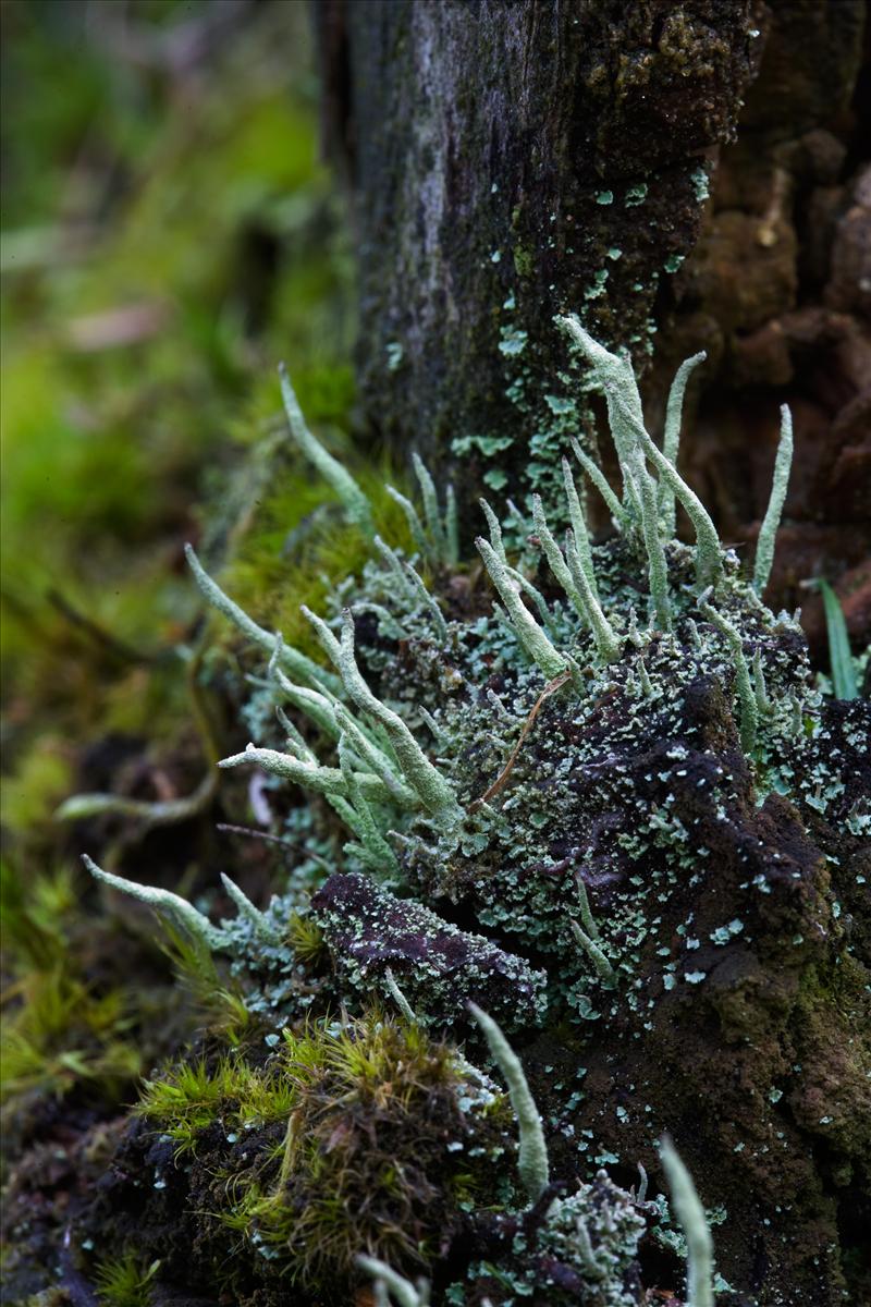 Cladonia macilenta (door Henk Visser)