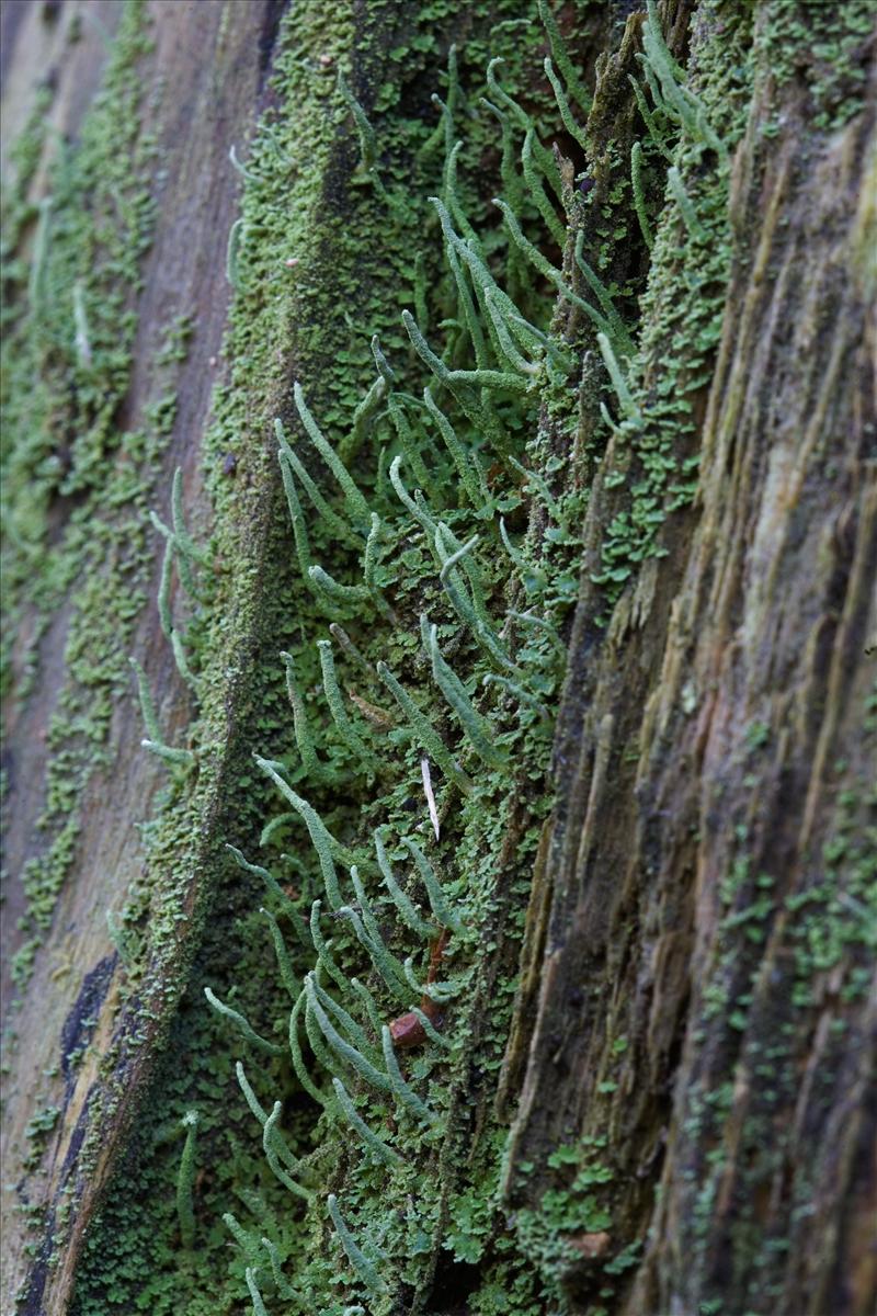 Cladonia macilenta (door Henk Visser)