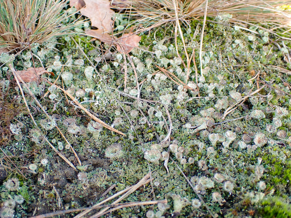 Cladonia monomorpha (door Arne van Wingerden)