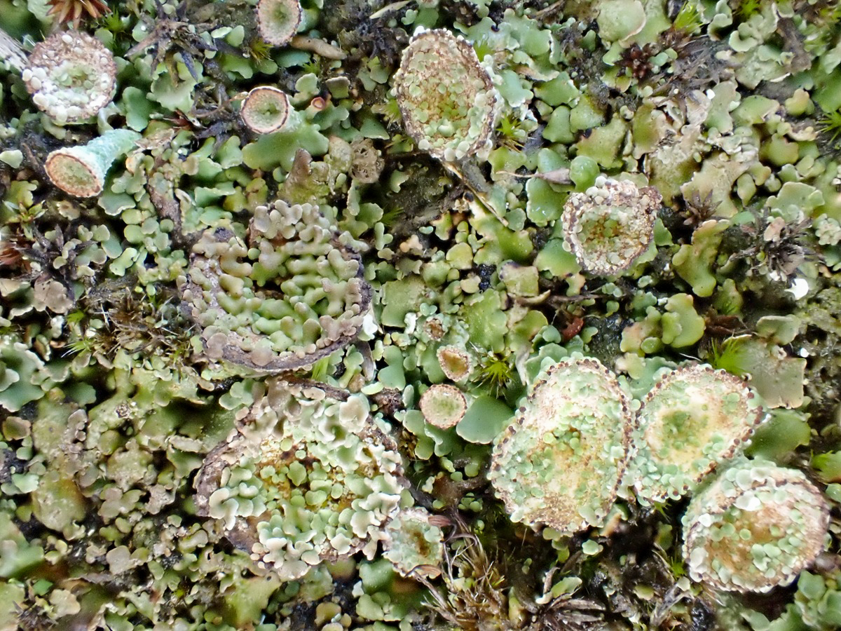 Cladonia monomorpha (door Arne van Wingerden)