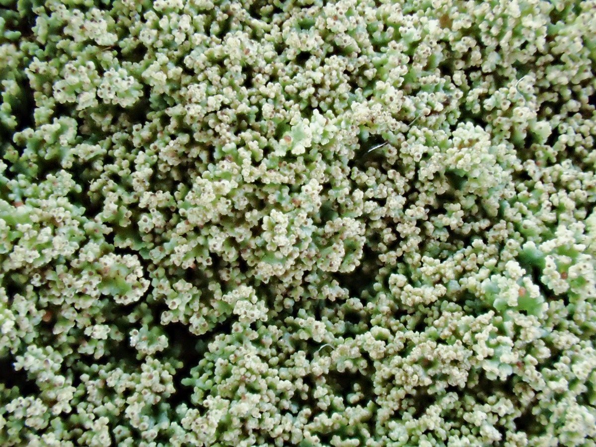 Cladonia parasitica (door Arne van Wingerden)