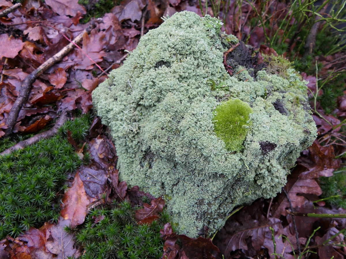 Cladonia parasitica (door Henk-Jan van der Kolk)