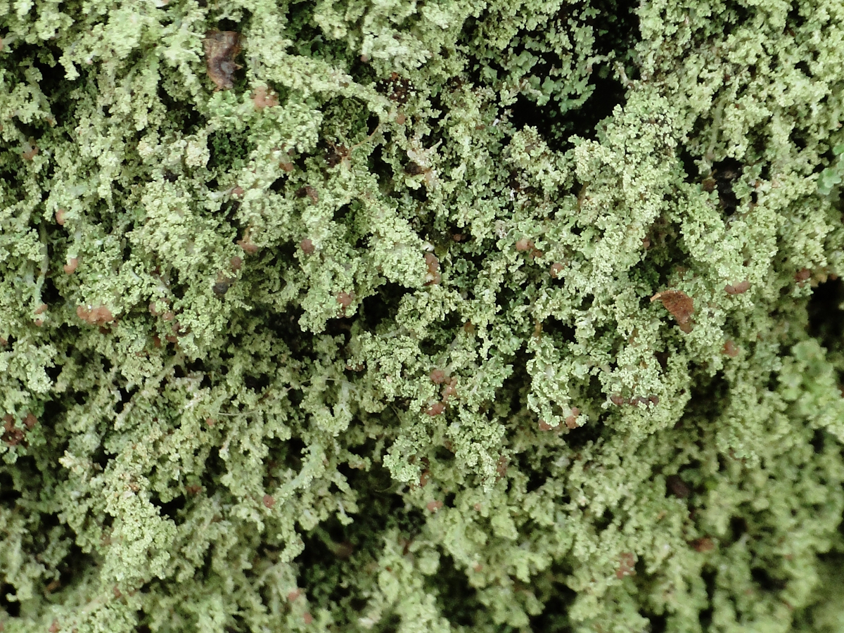 Cladonia parasitica (door Henk-Jan van der Kolk)