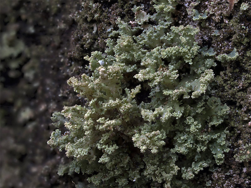 Cladonia parasitica (door Bart Horvers)