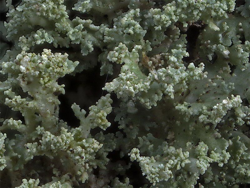 Cladonia parasitica (door Bart Horvers)