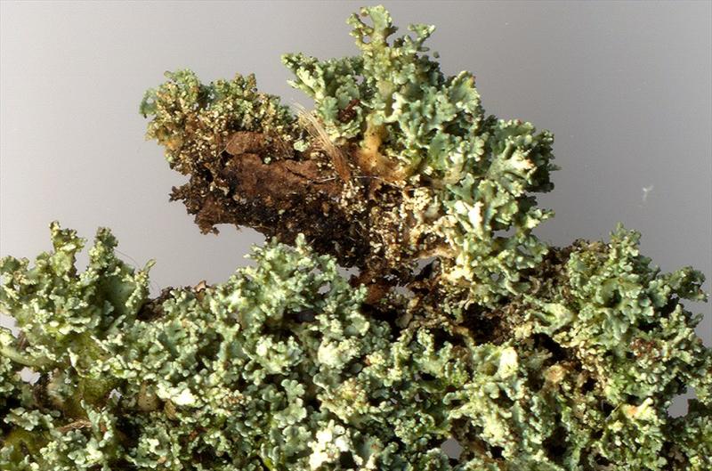 Cladonia parasitica (door Laurens Sparrius)