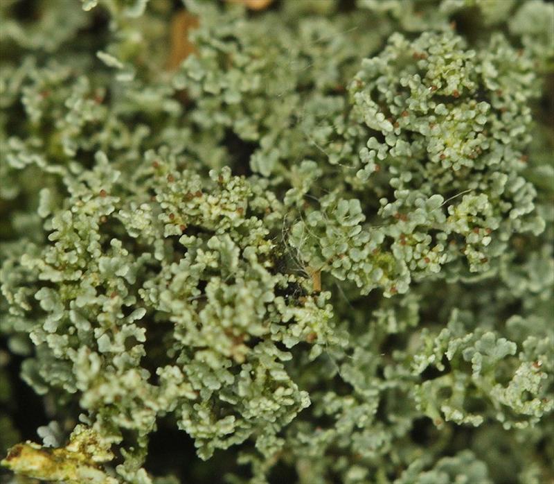 Cladonia parasitica (door Laurens Sparrius)