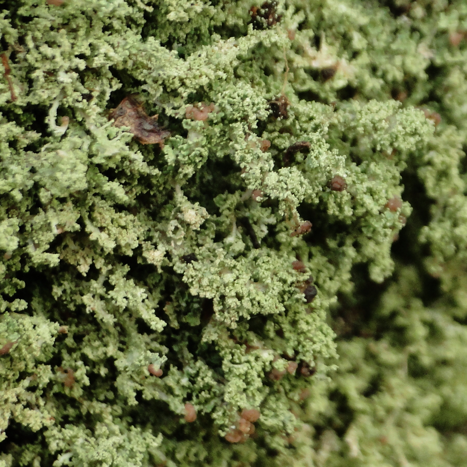 Cladonia parasitica (door Henk-Jan van der Kolk)