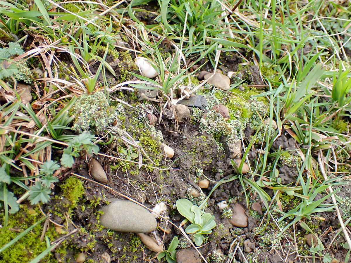 Cladonia peziziformis (door Arne van Wingerden)
