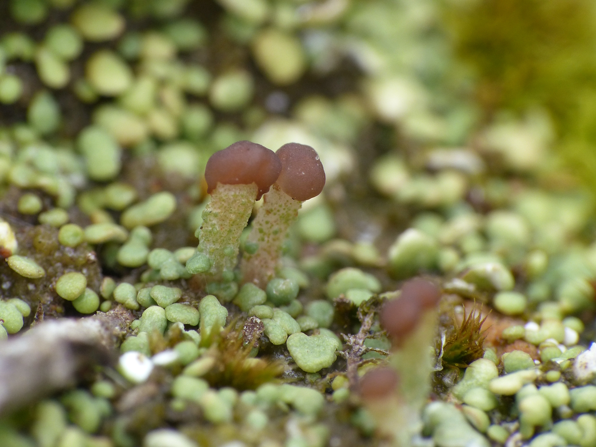Cladonia peziziformis (door Henk-Jan van der Kolk)
