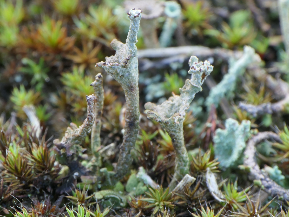 Cladonia phyllophora (door Henk-Jan van der Kolk)