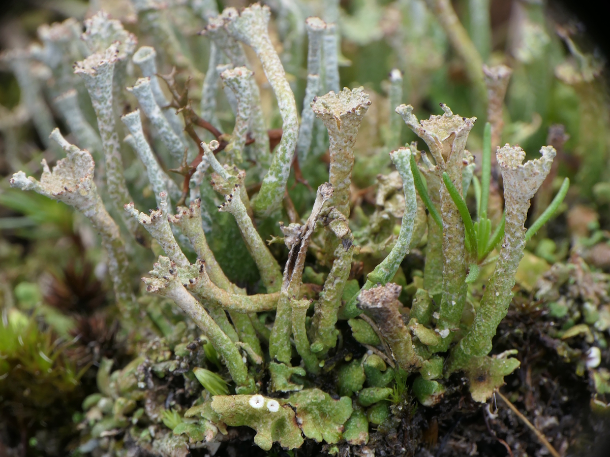 Cladonia phyllophora (door Henk-Jan van der Kolk)