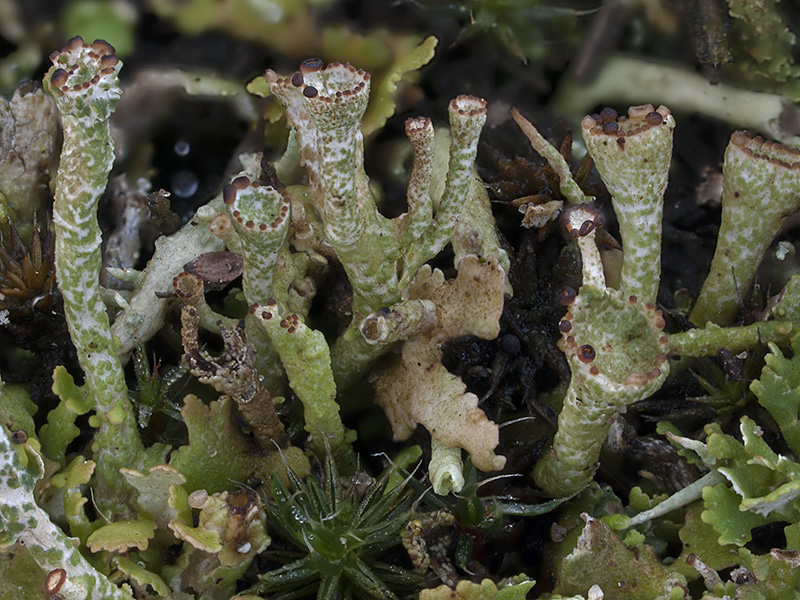 Cladonia phyllophora (door Bart Horvers)