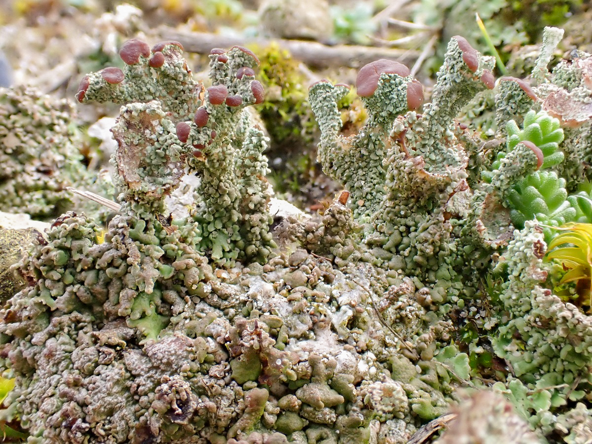 Cladonia pocillum (door Arne van Wingerden)
