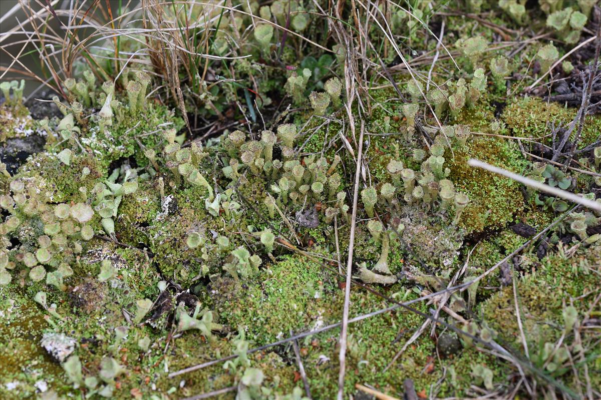 Cladonia pocillum (door Jan Klinckenberg)