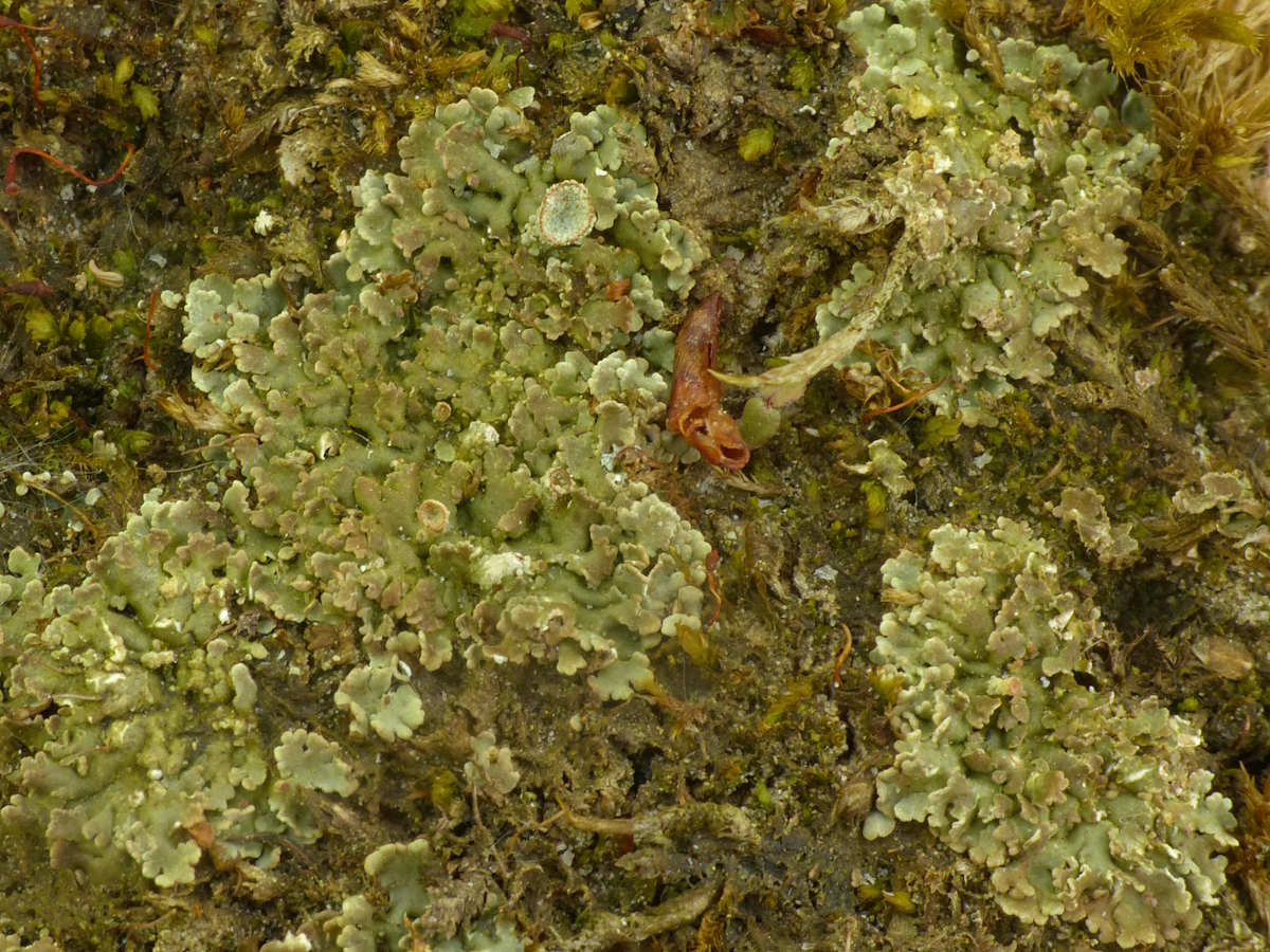 Cladonia pocillum (door Henk-Jan van der Kolk)