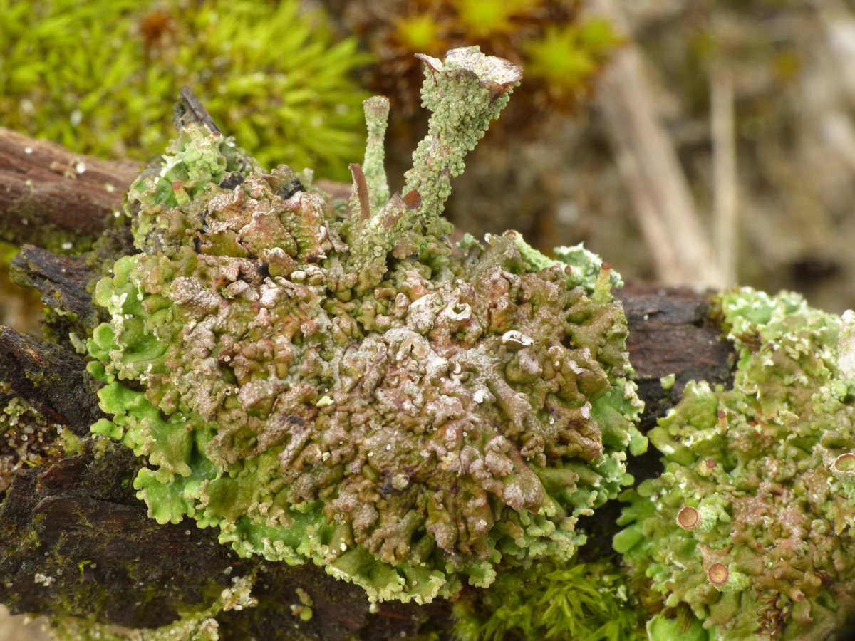 Cladonia pocillum (door Henk-Jan van der Kolk)