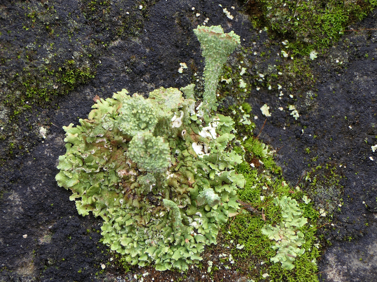 Cladonia pocillum (door Henk-Jan van der Kolk)