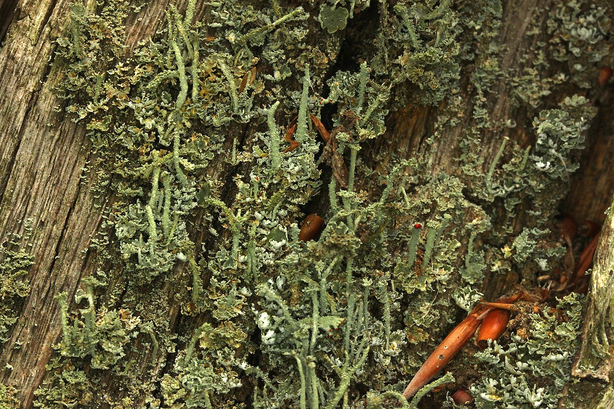 Cladonia polydactyla (door Laurens Sparrius)