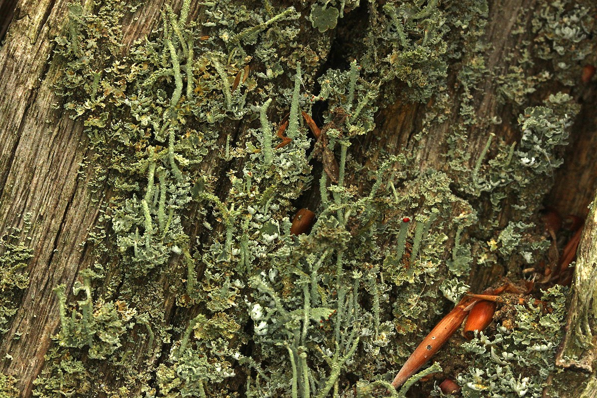 Cladonia polydactyla (door Laurens Sparrius)