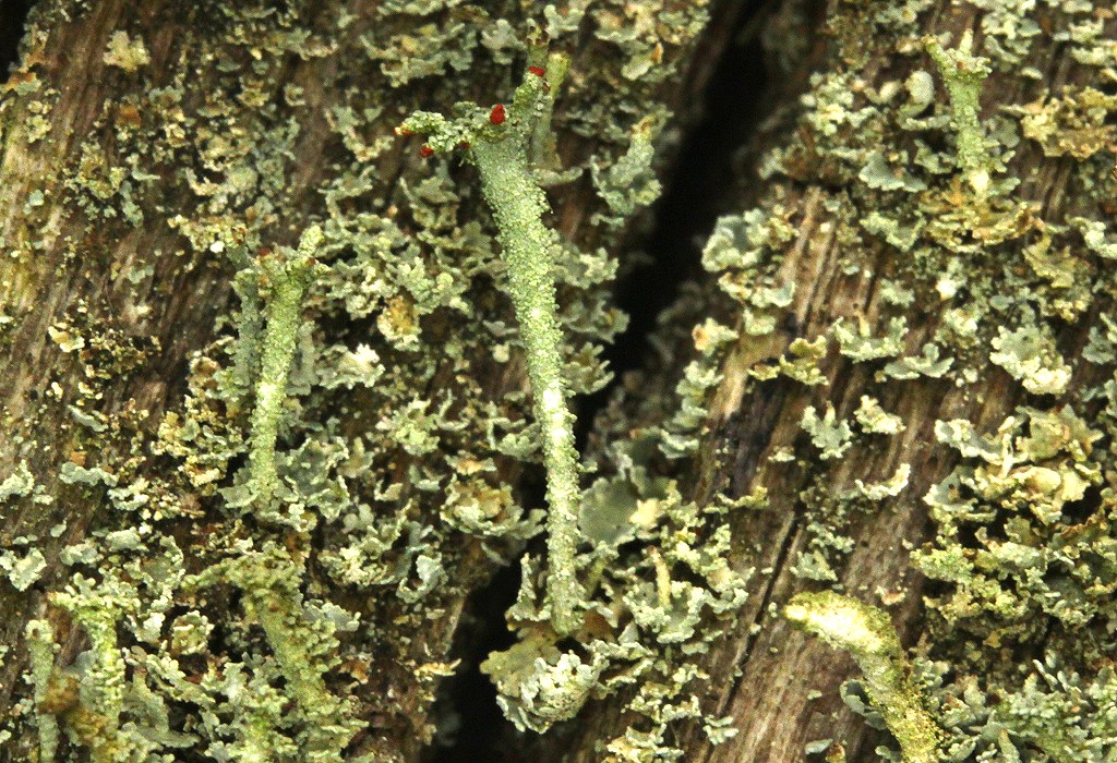 Cladonia polydactyla (door Laurens Sparrius)