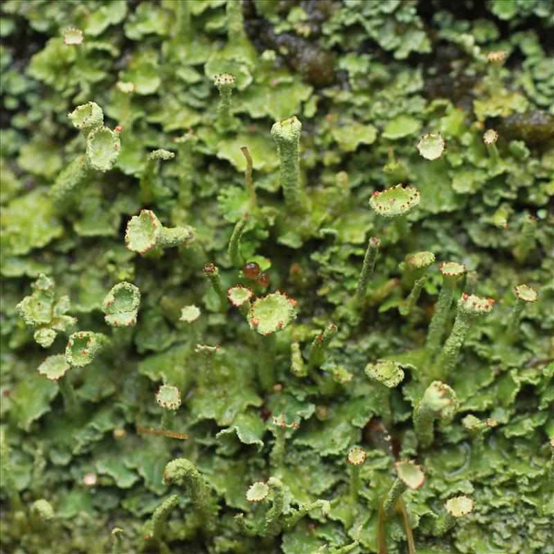 Cladonia digitata (door Maarten Immerzeel)