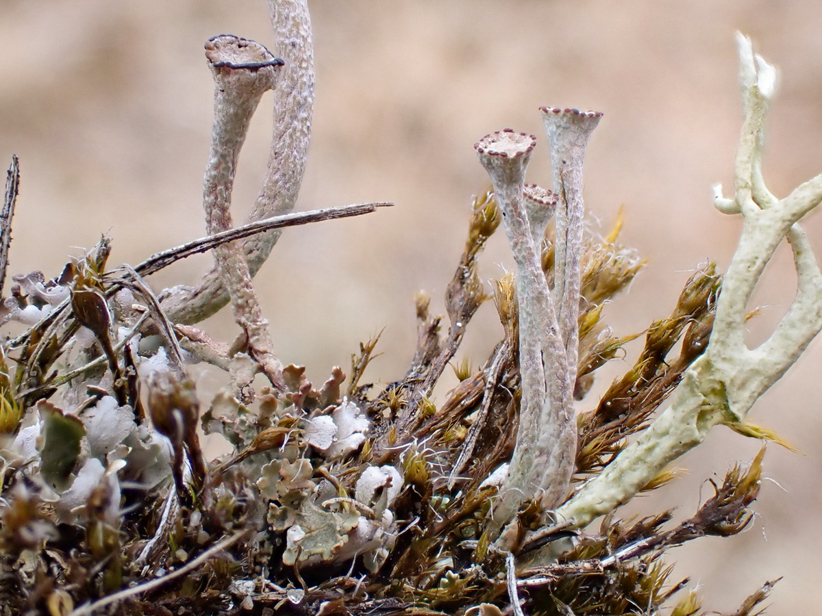 Cladonia pulvinata (door Arne van Wingerden)