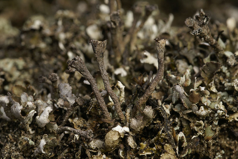 Cladonia pulvinata (door Ron Poot)