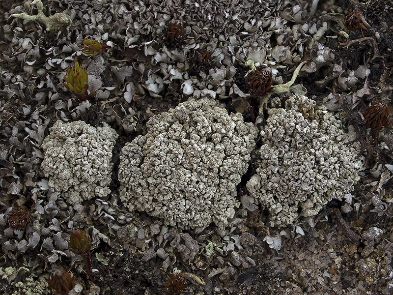 Cladonia pulvinata (door Bart Horvers)