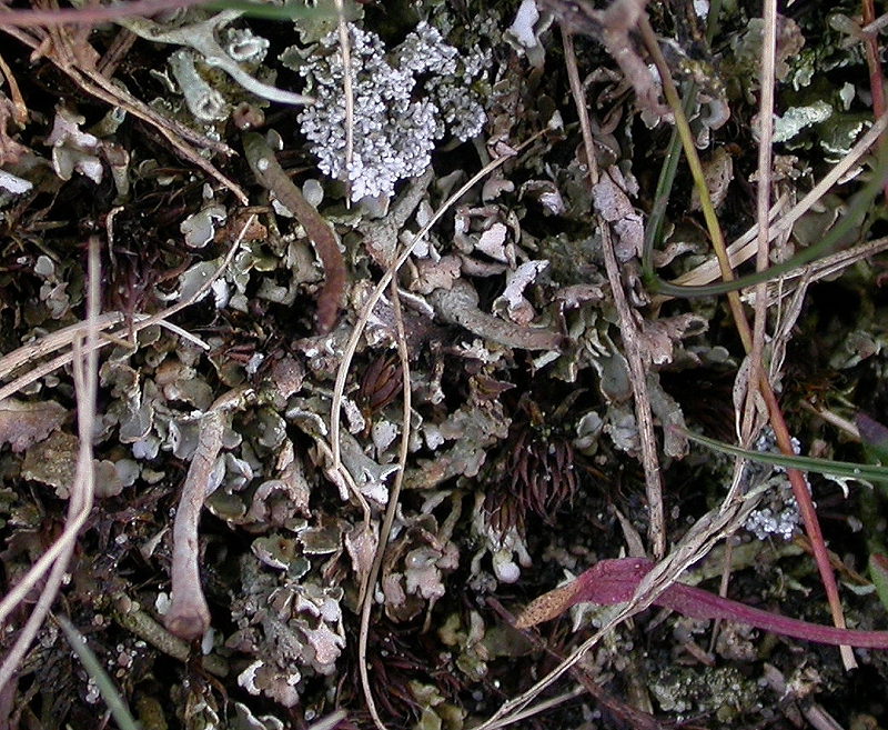 Cladonia pulvinata (door Laurens Sparrius)