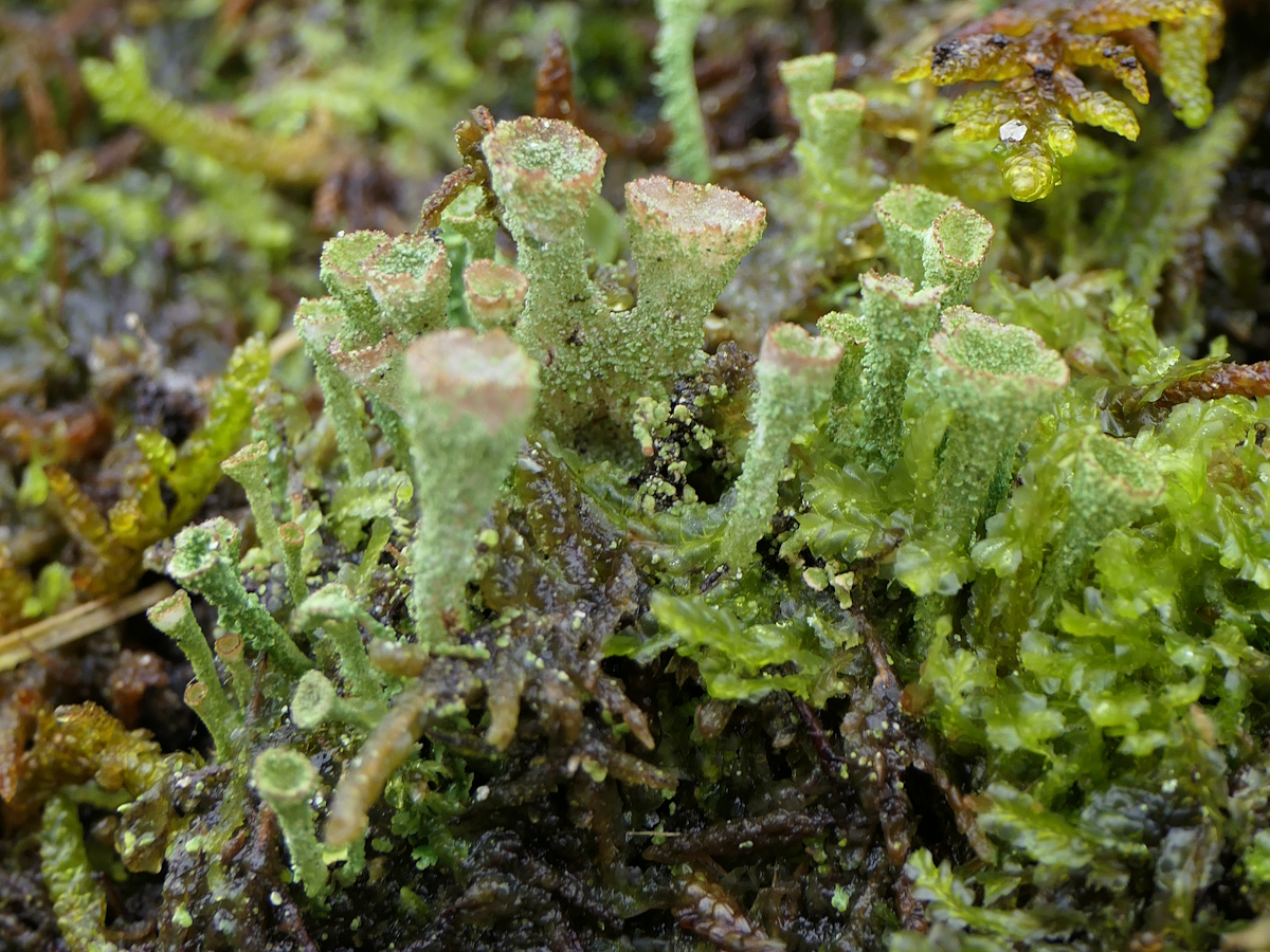 Cladonia pyxidata (door Henk-Jan van der Kolk)