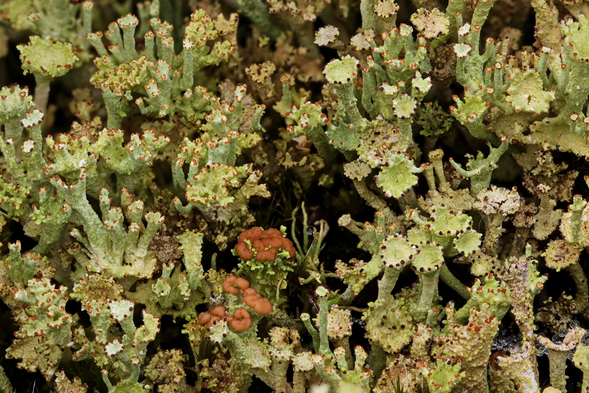 Cladonia ramulosa (door Klaas van der Veen)