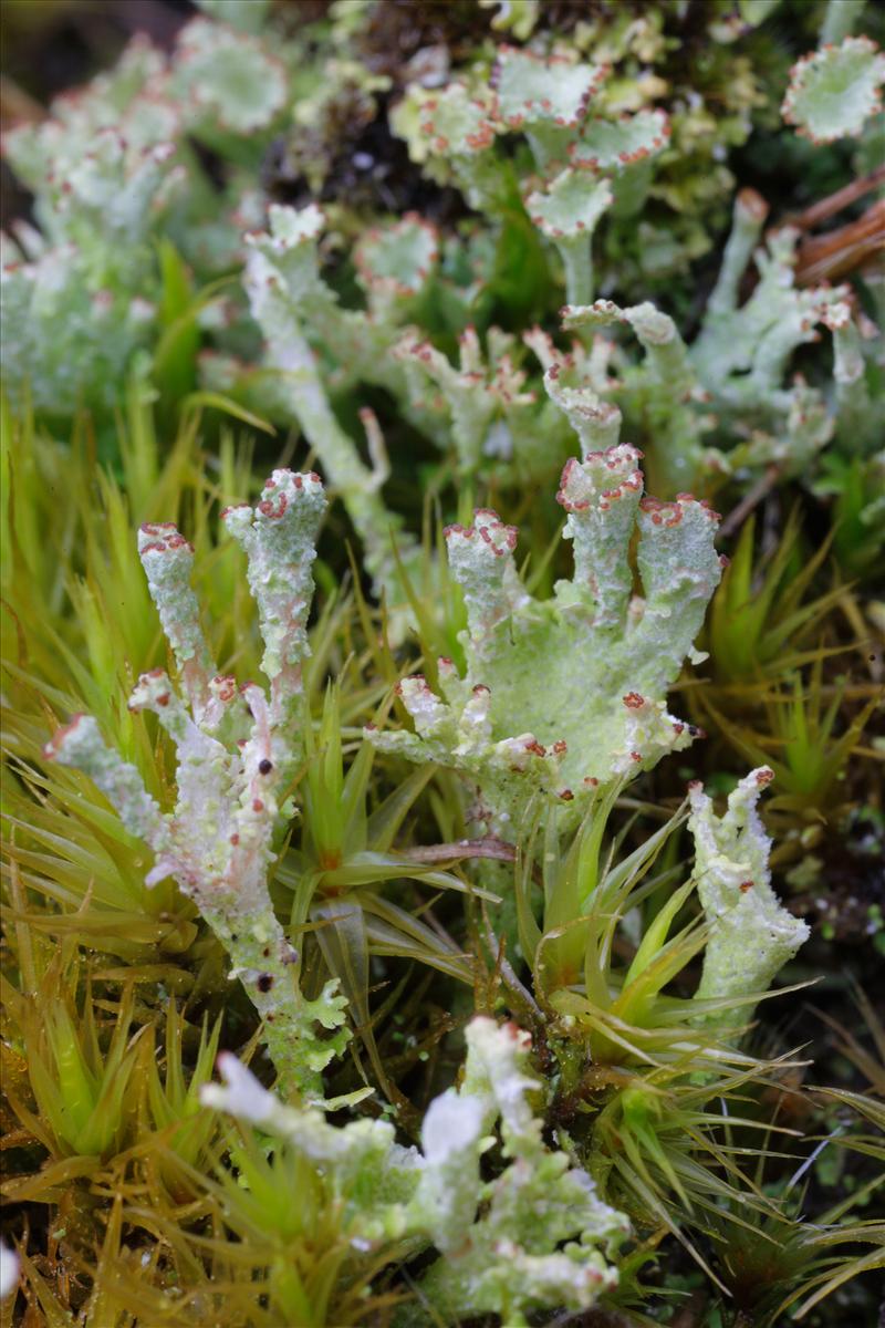 Cladonia ramulosa (door Henk Visser)