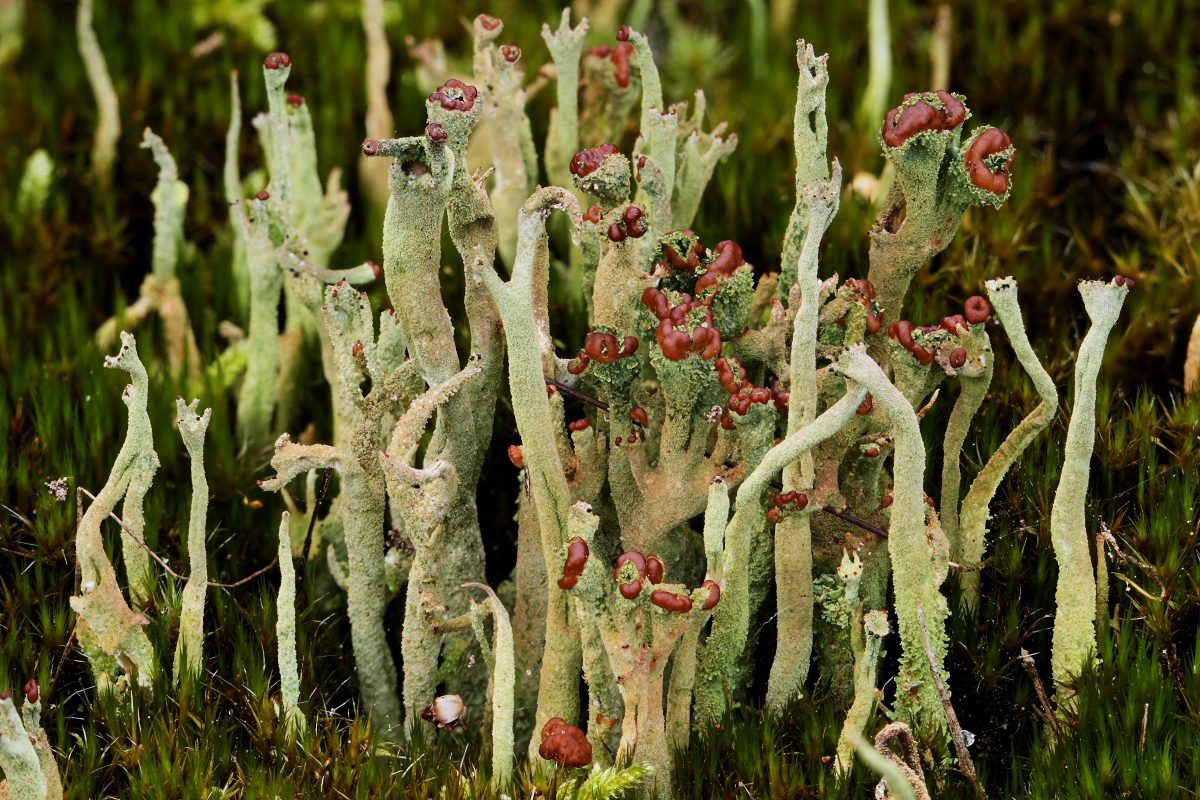 Cladonia rei (door Klaas van der Veen)