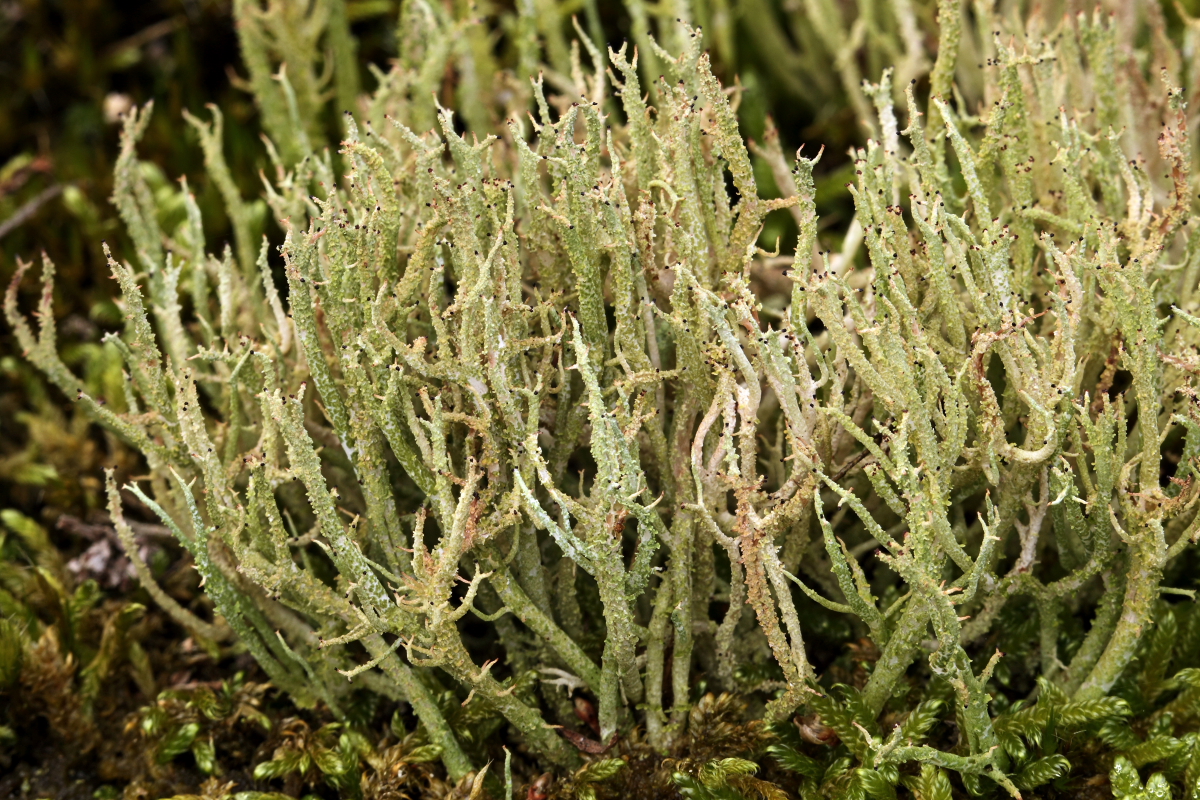 Cladonia scabriuscula (door Klaas van der Veen)